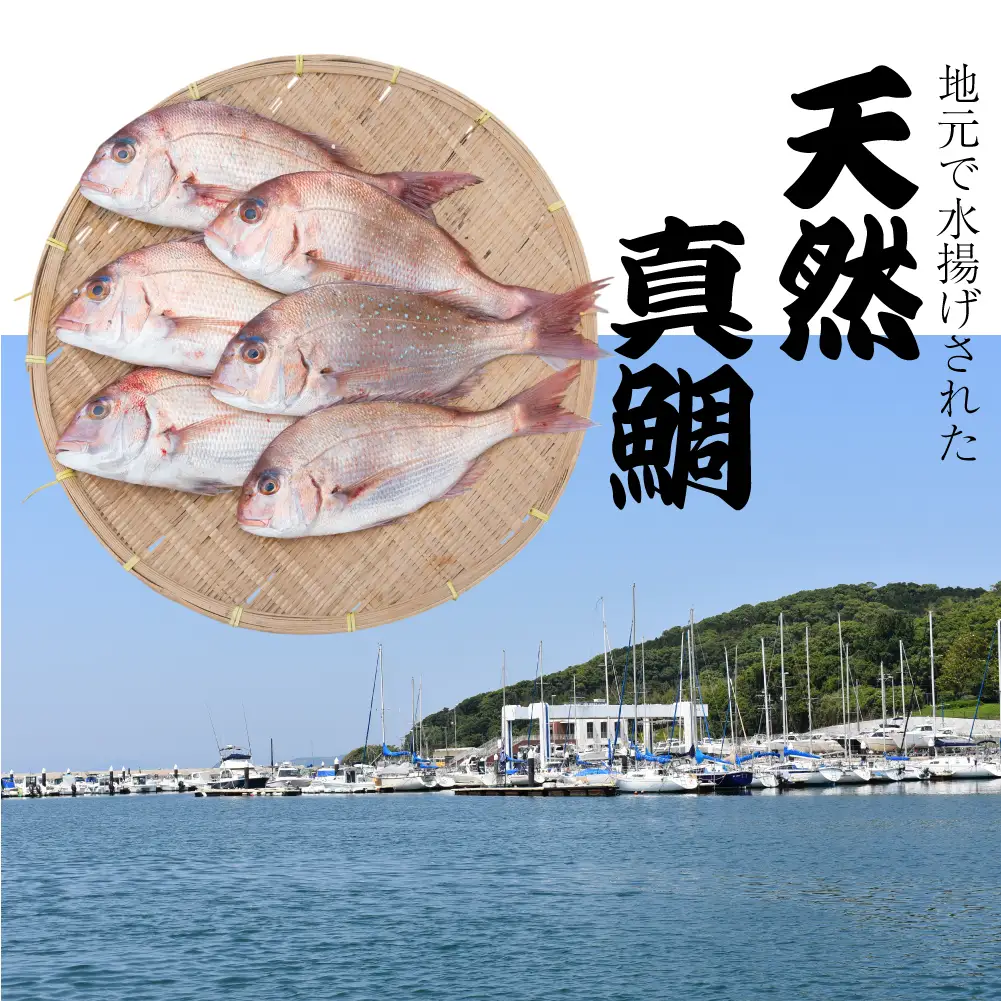 瞬間冷凍で生食感！！福津の贅沢鯛茶漬け（70g×4パック）だしパック付き[H0179]