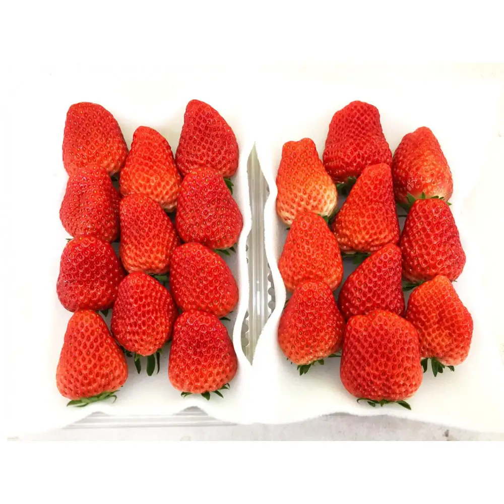 【2027年発送！3か月定期便】大きめいちご「紅ほっぺ」280g×2パック