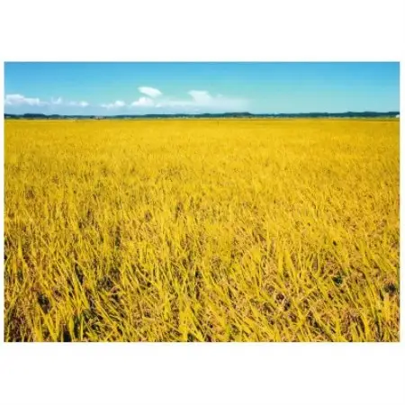 【令和8年産】千葉県産　粒すけ　精米5kg【1784775】