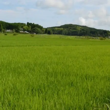【千葉県いすみ市産】コシヒカリブレンド　精米5kg(5kg×1袋)【1783791】