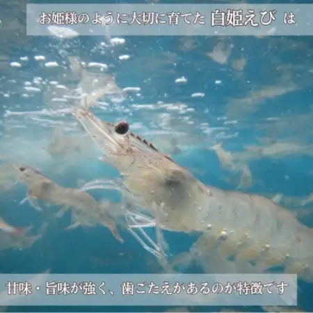 「白姫えび」500g×2箱(南九州市)【配送不可地域：離島】【1786951】