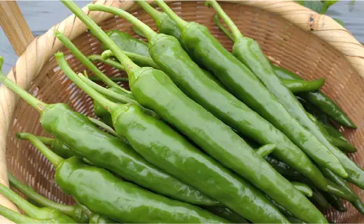 三原村産　ゆず農家が作る　大きな青唐辛子”大紅”   500ｇ　長さ８～15㎝！