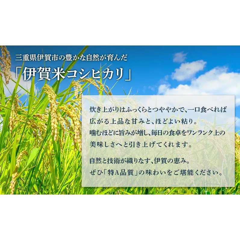 コシヒカリ 伊賀米 令和8年産 定期便 6ヶ月 5kg 精米 伊賀ふるさと農業協同組合 白米 お米 米 ごはん もっちり 産地直送 農家直 三重県 名張市 新米 定期 お楽しみ 6回 銘柄米 令和 炊き立て 食感 無農薬 有機 こだわり おいしい 旨い 甘い