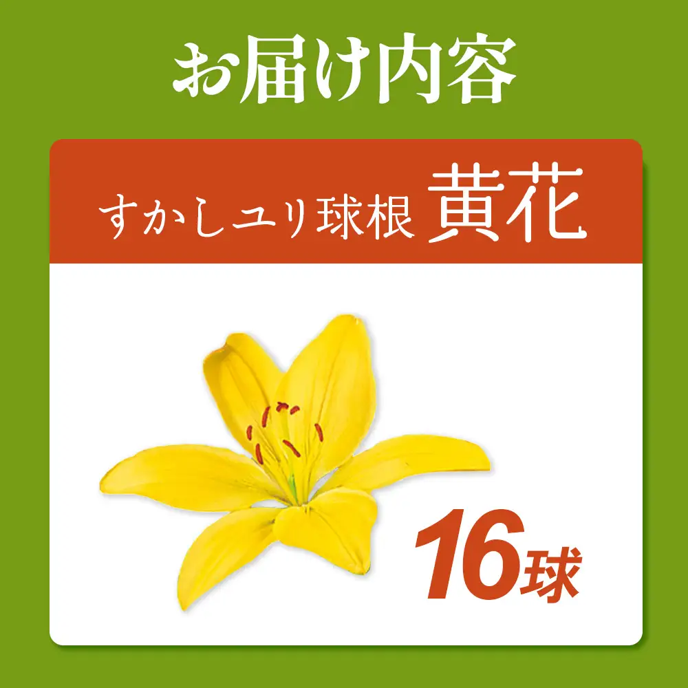 【期間限定】ユリ球根 すかしユリ 黄花16球 黄花品種 花 フラワー 園芸 ガーデニング 植物 高品質 送料無料