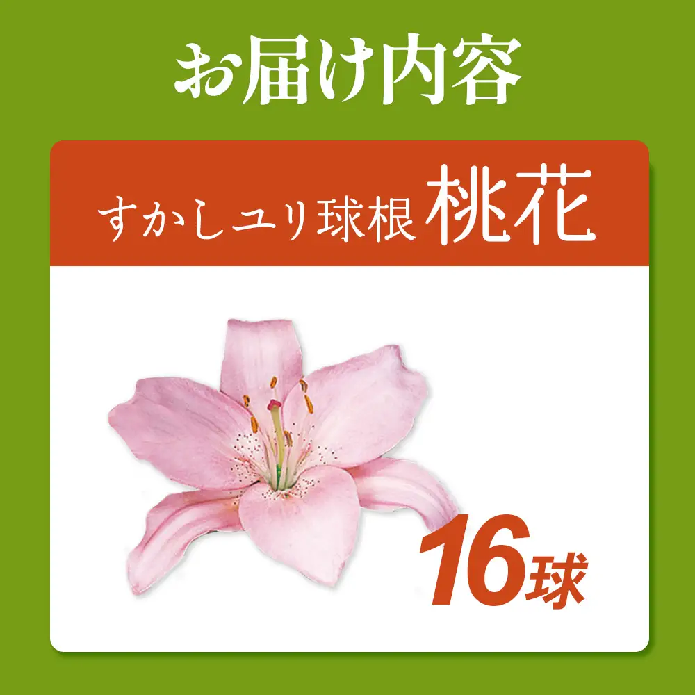 【期間限定】ユリ球根 すかしユリ 桃花16球 桃花品種 花 フラワー 園芸 ガーデニング 植物 高品質 送料無料