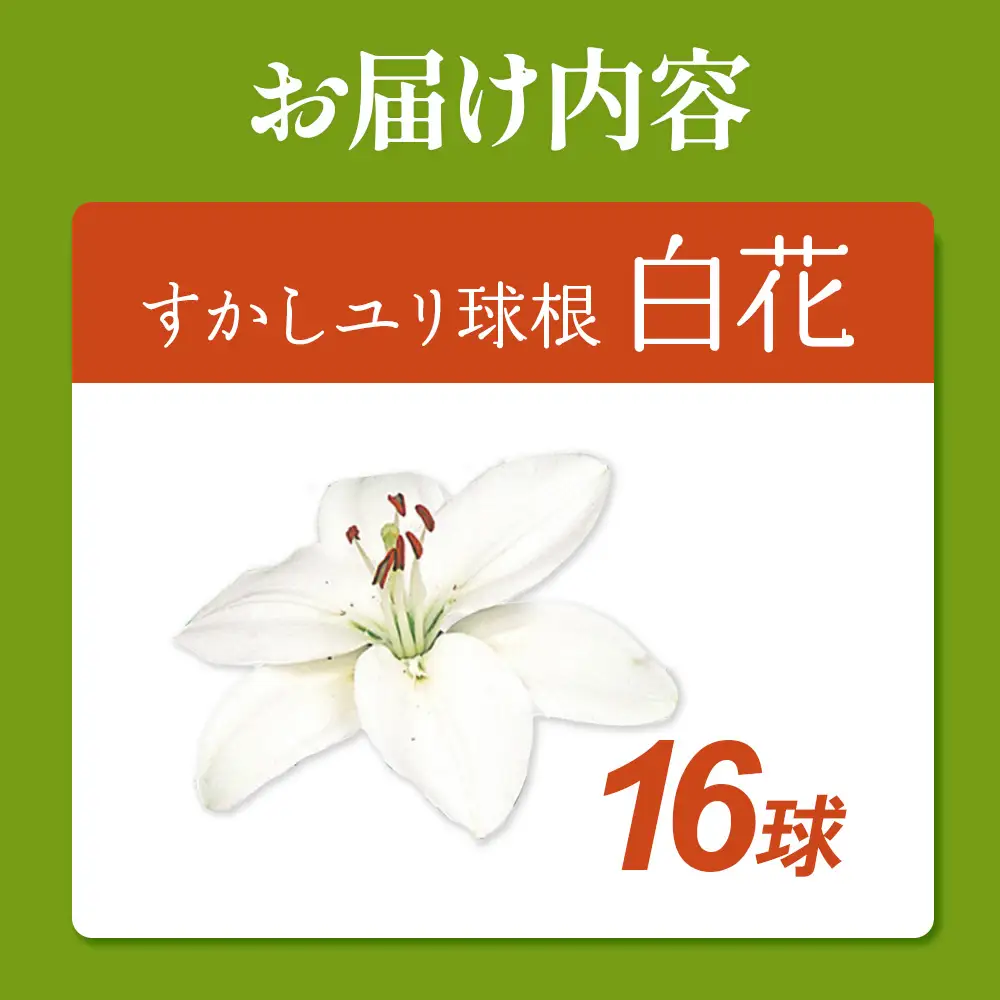 【期間限定】ユリ球根 すかしユリ 白花16球 白花品種 花 フラワー 園芸 ガーデニング 植物 高品質 送料無料