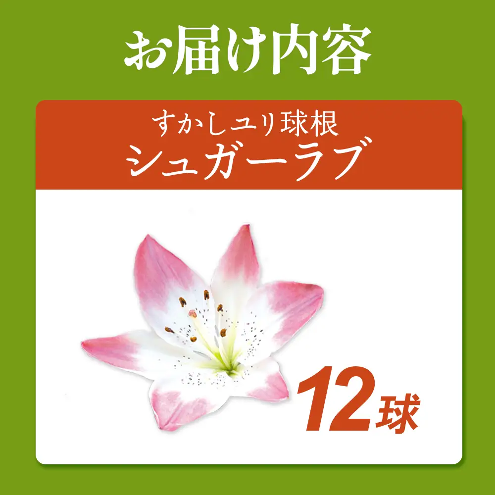 【期間限定】ユリ球根 すかしユリ シュガーラブ 12球  花 フラワー 園芸 ガーデニング 植物 高品質 送料無料