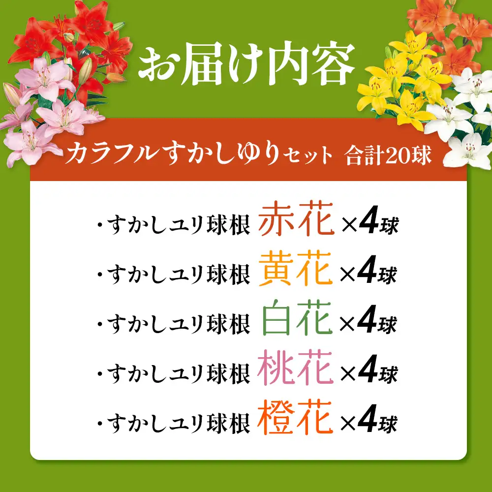 【期間限定】ユリ球根 カラフルすかしユリセット5色20球  花 フラワー 園芸 ガーデニング 植物 高品質 送料無料