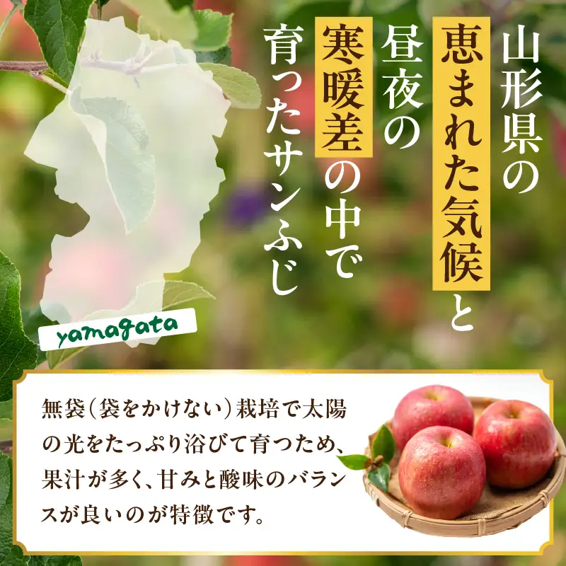 山形県産りんご サンふじ 約5kg 秀品【2026年11月中旬頃～発送予定】 063-023