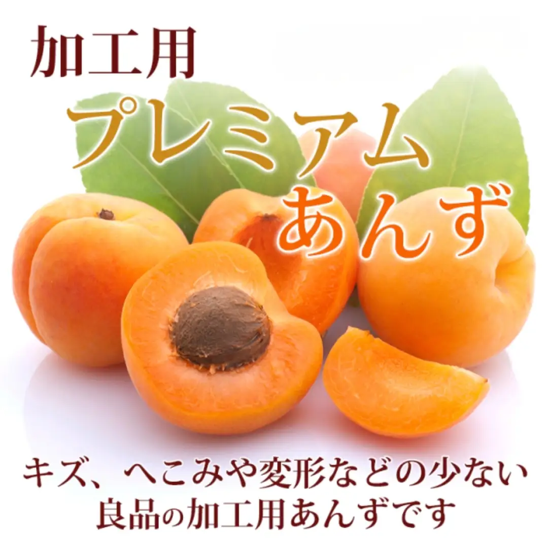 【2027年先行予約】長野県千曲市産 加工用(秀品)生あんず 約2kg | あんず