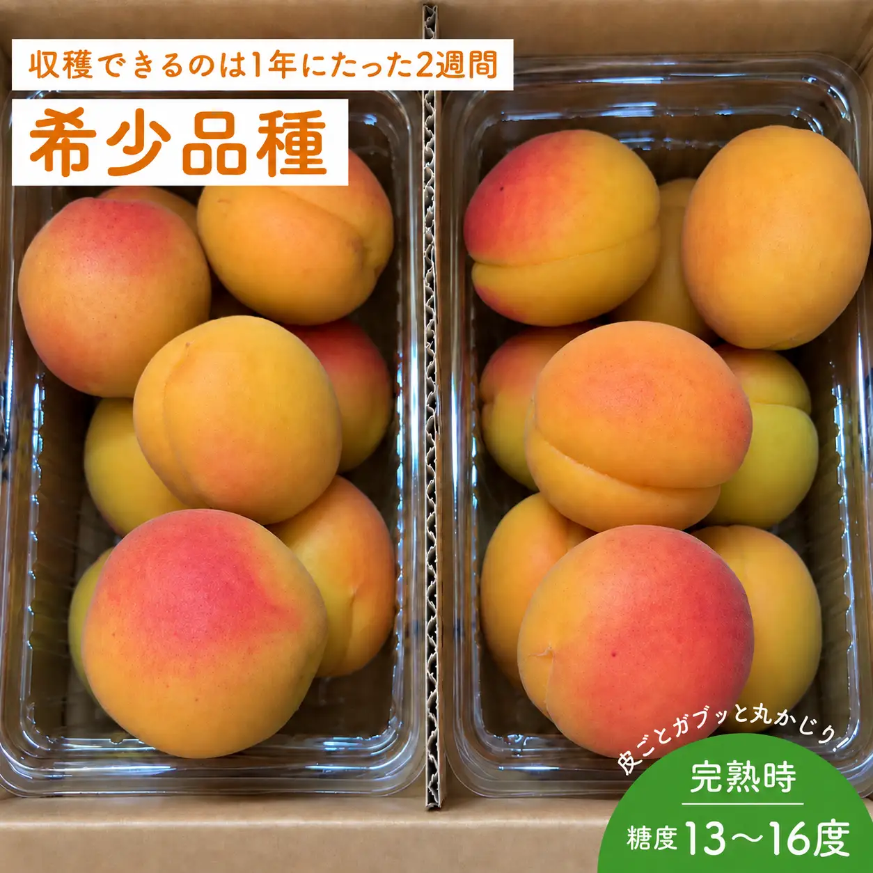 【2027年先行予約】 【数量限定】 あんず ハーコット 生食用 約1kg | あんず