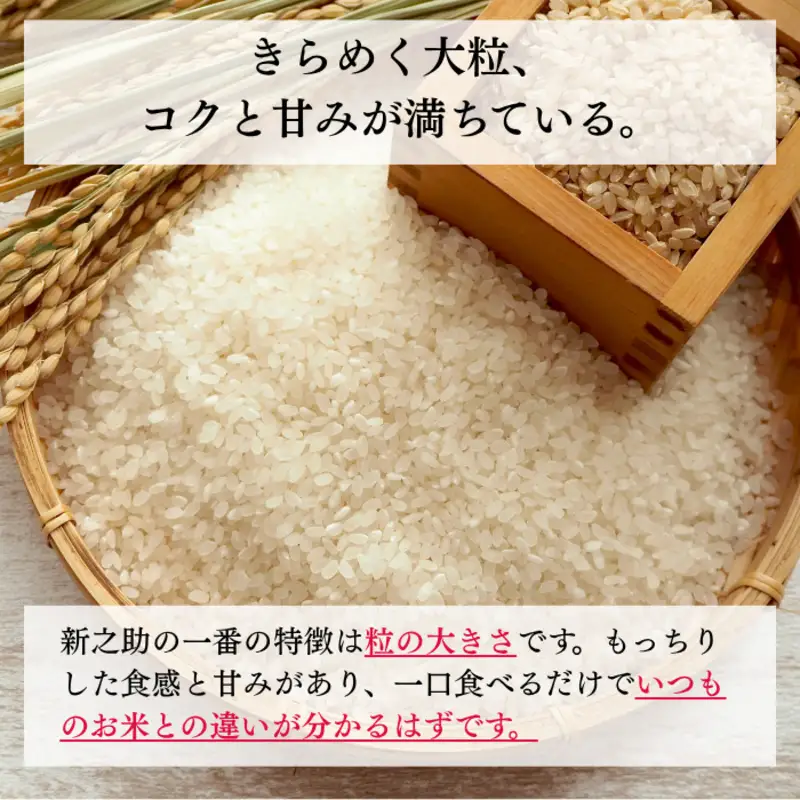 令和8年産 新潟県上越産 特別栽培米 新之助 15kg 15キロ（5kg×3） 【白米】 しんのすけ 新米 おおた農場 上越市