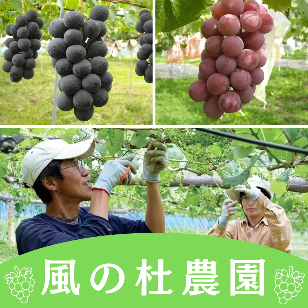 訳あり シャインマスカット（400g×4パック） | シャインマスカット