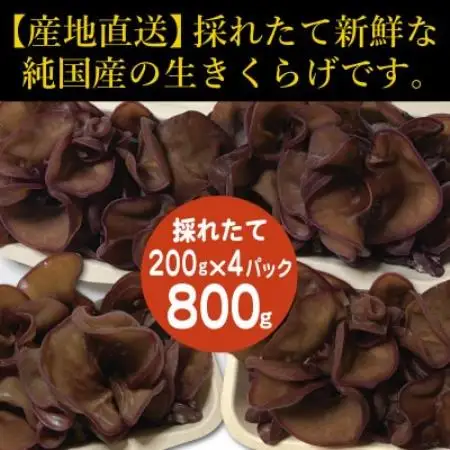 純国産　新鮮生きくらげ【配送不可地域：離島】【1777873】