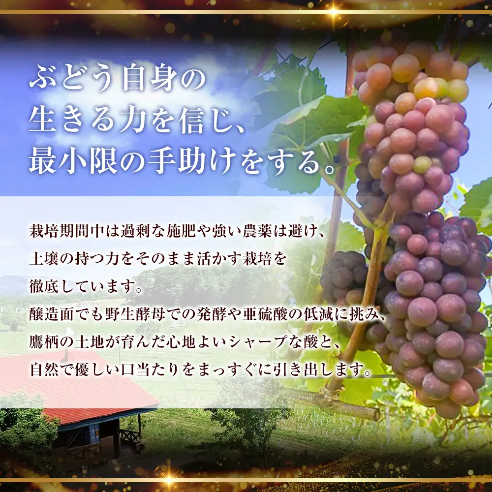 微発泡白ワイン3本セット Bacchus Petillant 2025（バッカス ペティアン 2025）750ml×1本、Meunier Petillant 2025 （ムニエ ペティアン 2025）750ml×1本、Chardonnay Petillant 2025（シャルドネ ペティアン 2025）750ml×1本 【 2026年10月上旬 ～ 2027年1月上旬頃迄発送 】