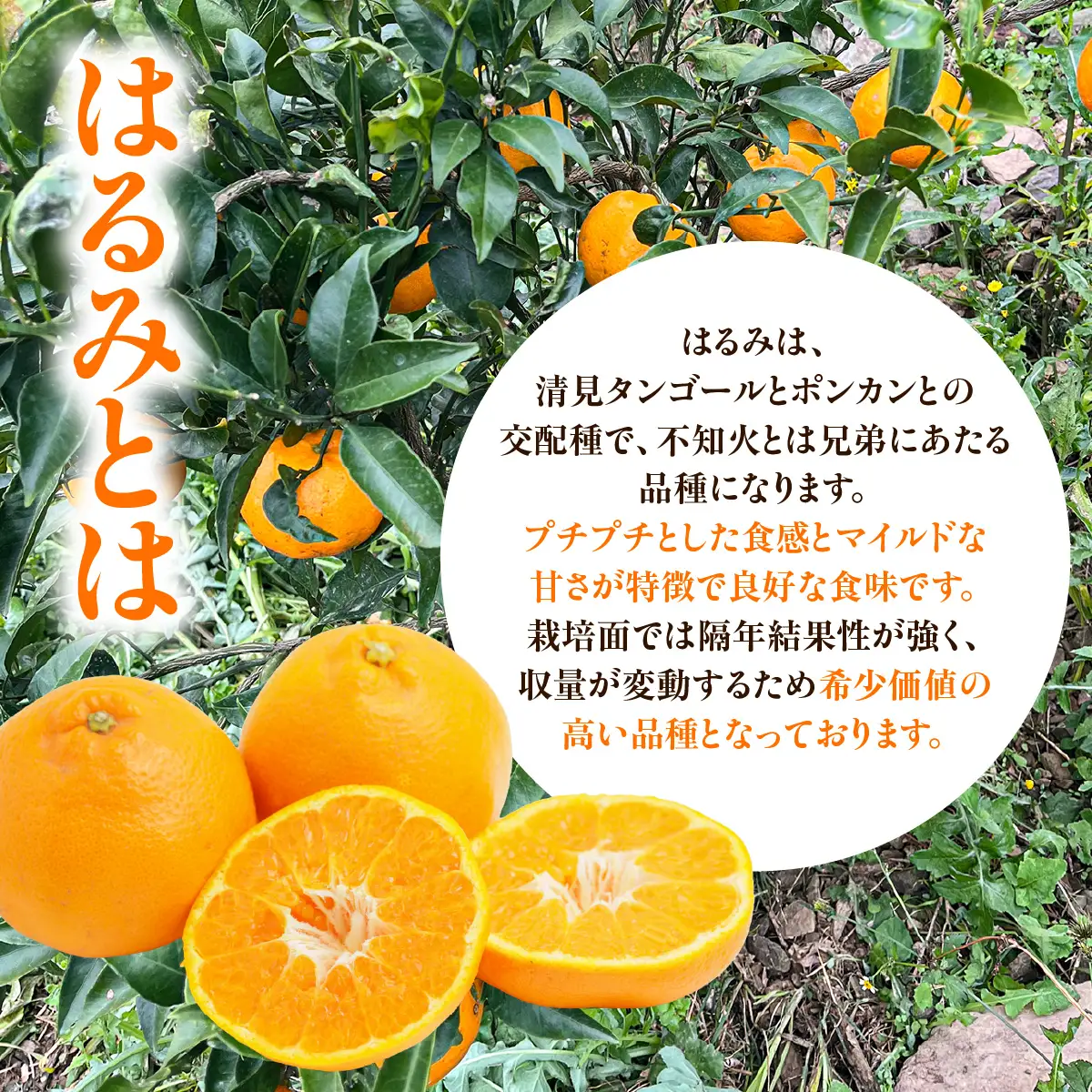 【先行予約】佐田岬　瀬戸内産　はるみ【訳あり】約10㎏ IKTBM004
