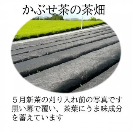 福岡県産 八女かぶせ茶 (あま葉) 100g詰め 2本【1785696】