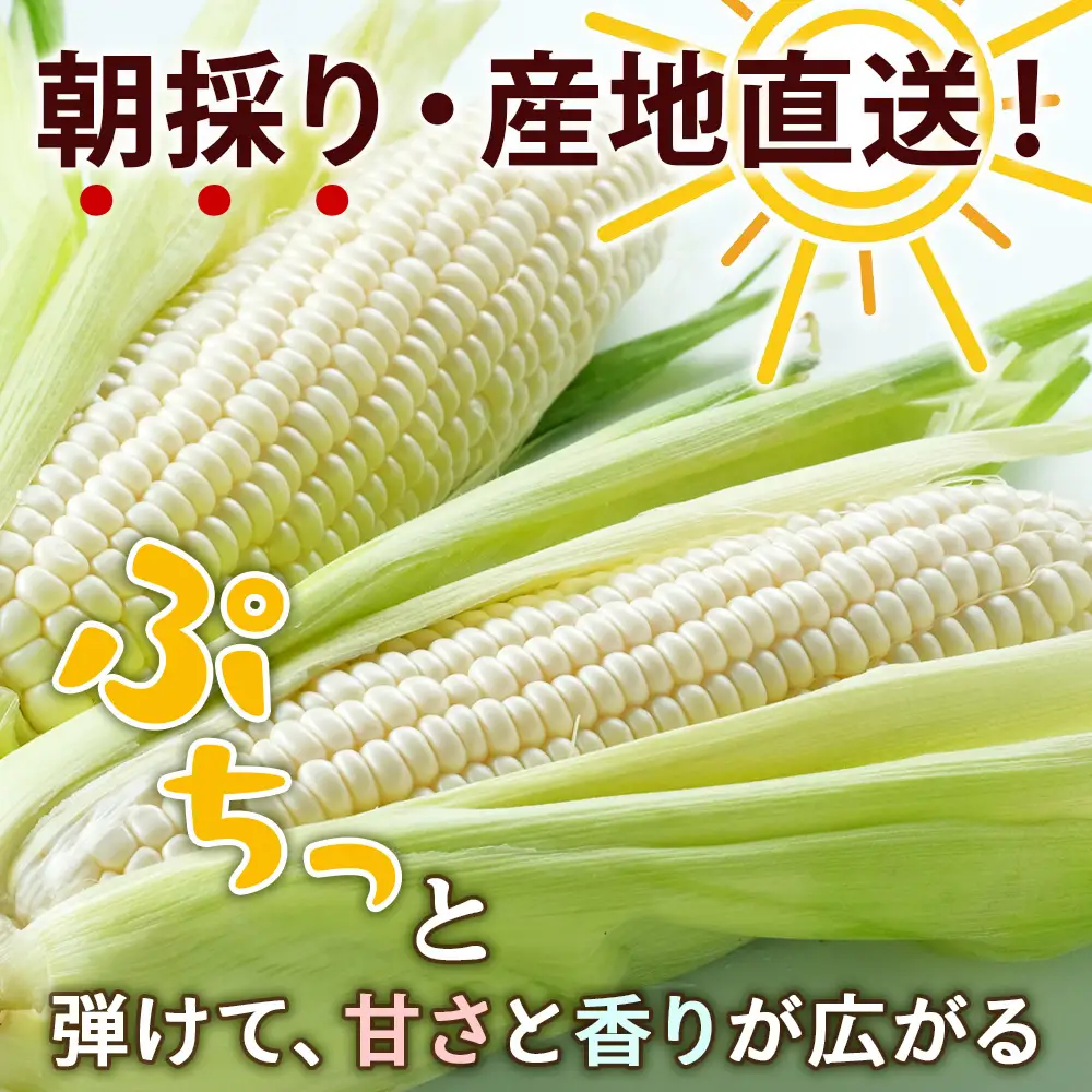 【2027年夏発送】白いとうもろこし ピュアホワイト L～2L 10本 恵千フーズ 【配送不可地域：沖縄】