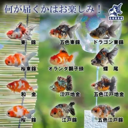 農林水産大臣賞受賞!特選金魚おまかせ2～3匹　志村養魚場産(埼玉県坂戸市)【1777037】
