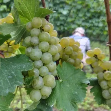 Bozza di Sauvigunon(ソーヴィニヨン・ブラン:白ワイン)750ml×1本【1776537】