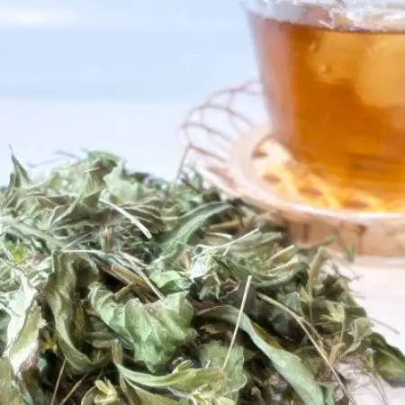 ステビアティーパック(2g×20包)+ステビア乾燥茶葉(100g)【1737904】