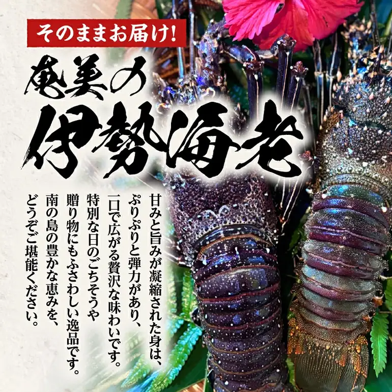 奄美大島産 伊勢海老 2kg A150-002