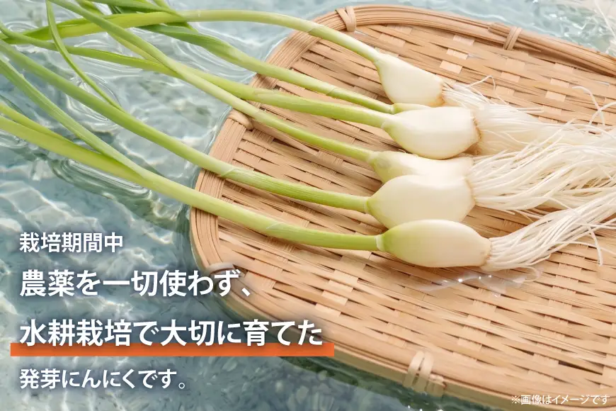 にんにく 満点にんにく 20袋 3回 定期便