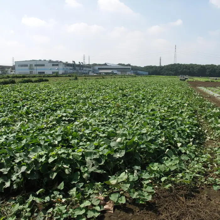 幻のさつまいも ちちぶ太白サツマイモ 約5kg 埼玉県秩父市産 No.643