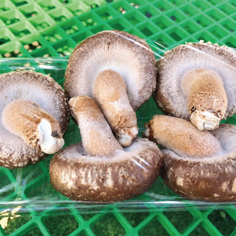 福島県産 原木生しいたけ 600g(100g×6p) A品 | 新地町 国産 しいたけ 椎茸 肉厚 きのこ きのこ類 原木栽培 農家直送 産地直送 お取り寄せ
