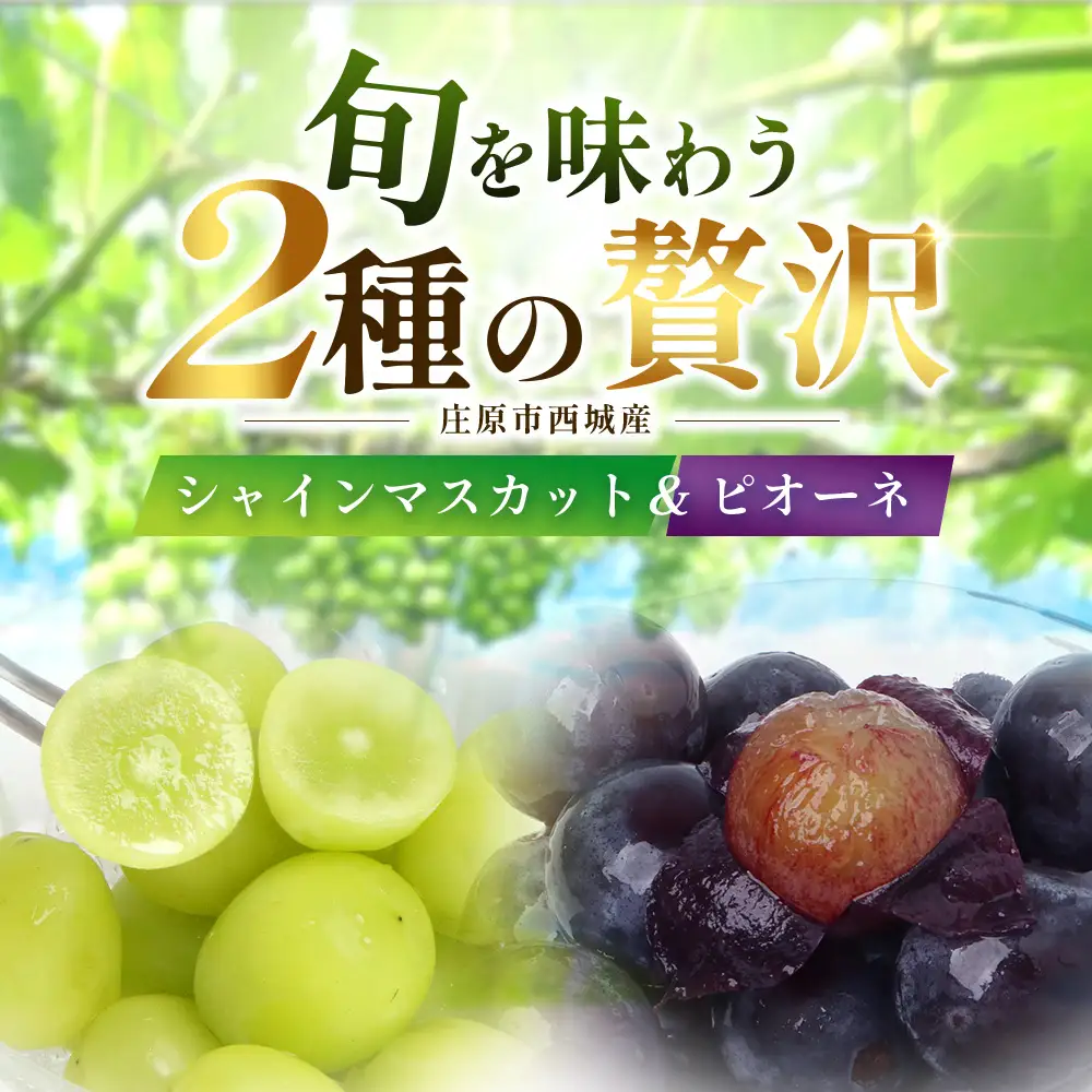 【先行受付 2027年発送】シャインマスカット&ピオーネ2房セット（合計1kg） OV-3