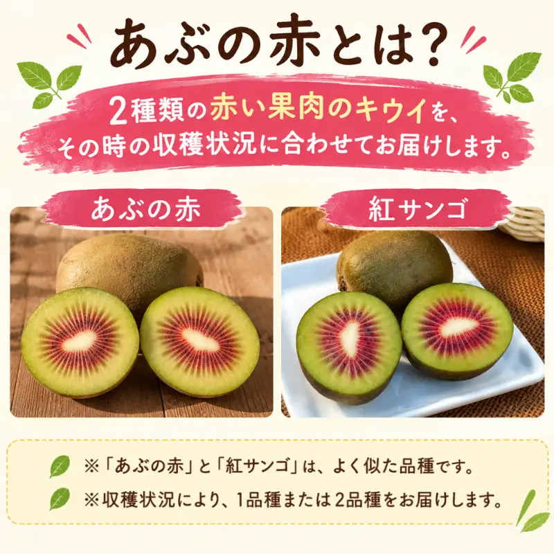【先行予約】【家庭用】キウイ あぶの赤 1㎏ 山口県 阿武町産 数量限定 国産 果物 赤いキウイ《2026年10月下旬～発送予定》