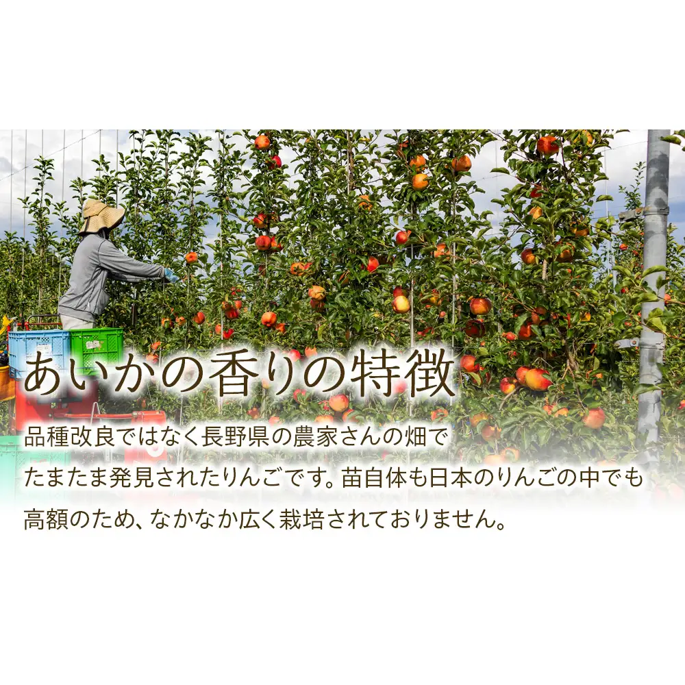 りんご あいかの香り 約5kg セット 2026年 令和8年度発送分 リンゴ 林檎 長野 フルーツ 果物 信州産 長野県産 特産 産地直送 おすすめ