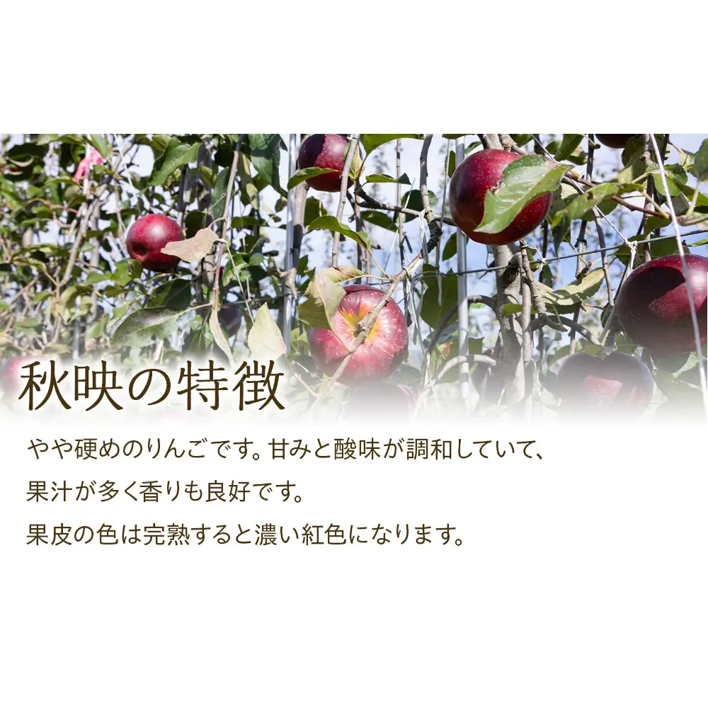 【2026年/令和8年度発送分 】訳あり 信州のりんご 秋映 約 3kg りんご リンゴ 林檎 長野 フルーツ 果物 信州産 長野県産 特産 産地直送 おすすめ