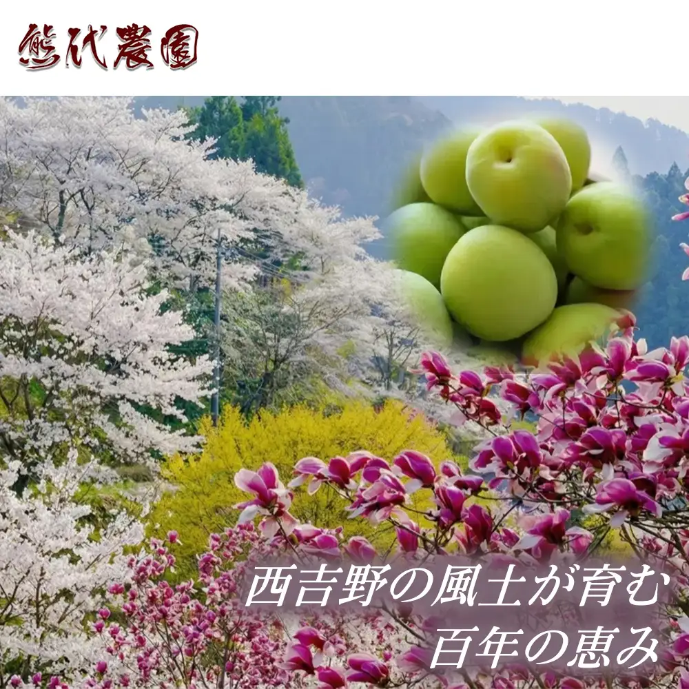 ひらたねなし柿（約7kg・40～46個・訳あり）×1箱
