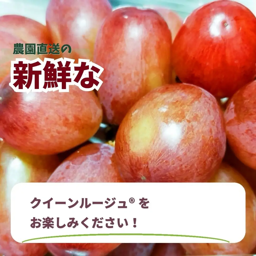 【2027年先行予約】訳ありクイーンルージュ®︎ 1房 (約400g~約500g)｜クイーンルージュ