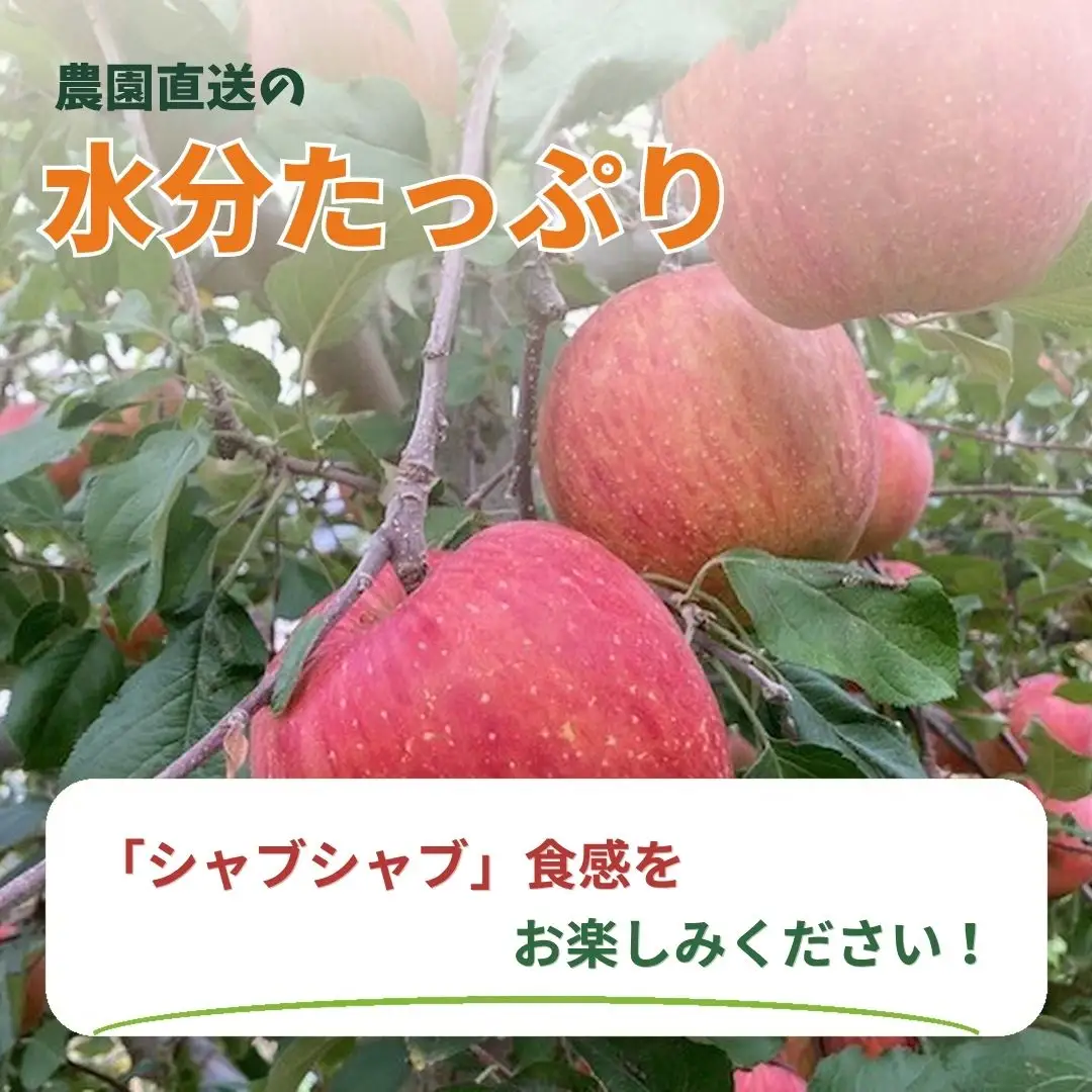 訳あり ふじ 家庭用 キズ有り 約5kg| りんご りんご
