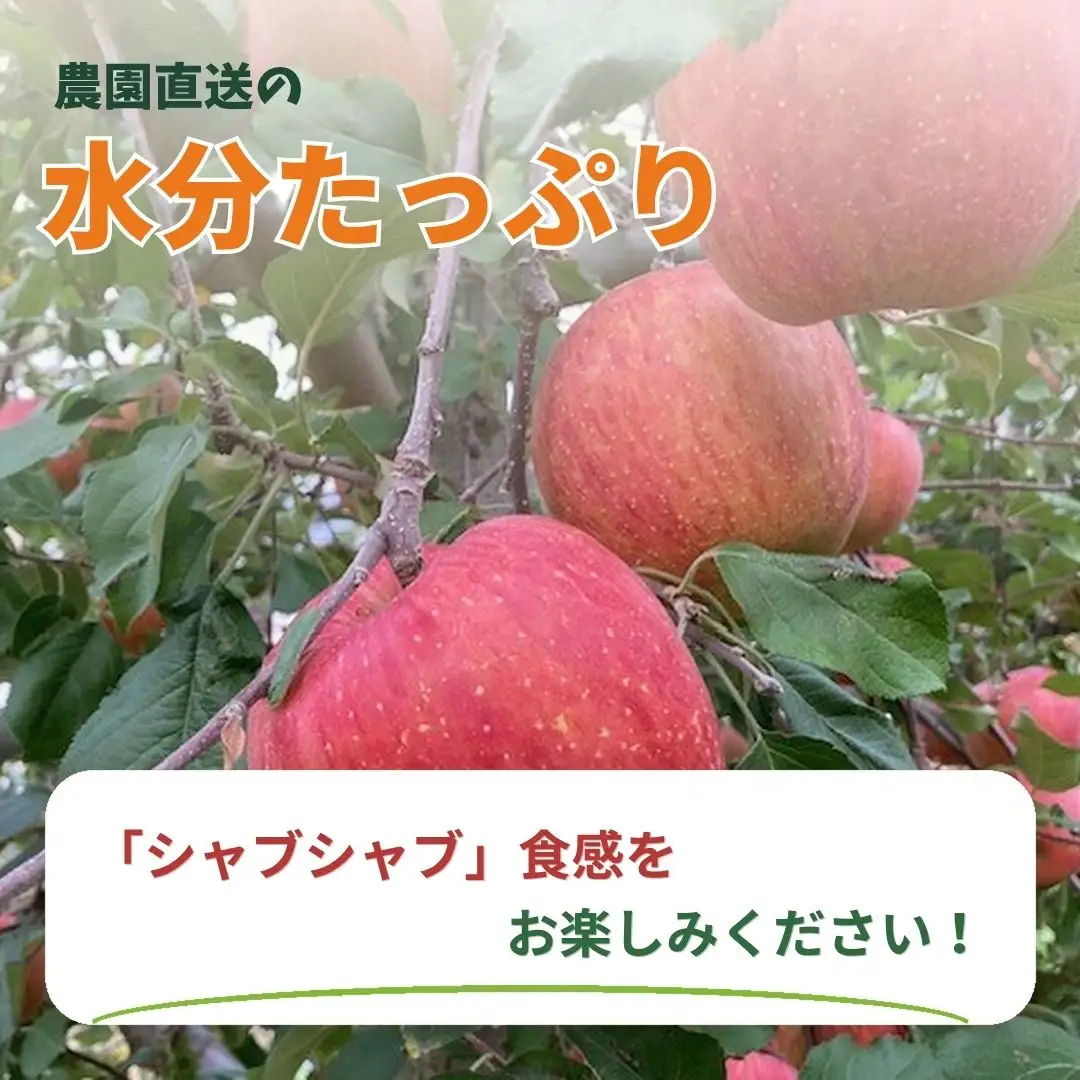 ふじ 家庭用 約5kg| りんご りんご