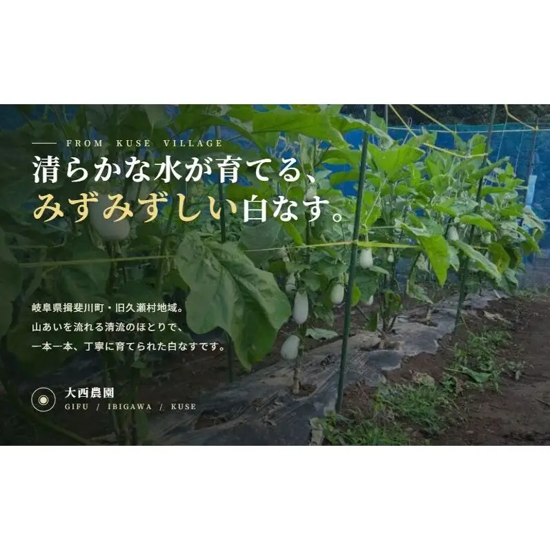 白ナス とろ～り旨なす 1.8kg以上 7～10本 茄子 なす 白茄子 白なす 白ナス ナス 旨い 甘い 野菜 夏野菜 旬 産地直送 農園直送 送料無料 大西農園 岐阜県 揖斐川町