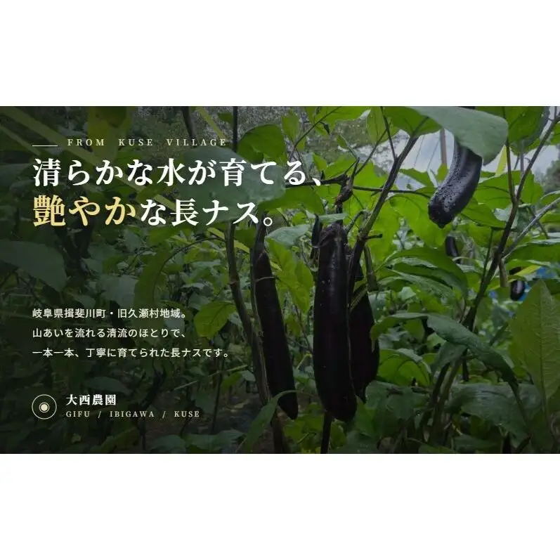 ふわとろ長ナス 1.8kg 9～12本 茄子 なす 茄子 ナス 旨い 甘い 野菜 夏野菜 旬 産地直送 農園直送 送料無料 大西農園 岐阜県 揖斐川町