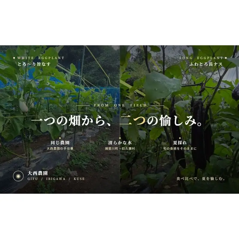 なす 白ナス 長ナス 食べ比べ 2種 セット 計1.8kg 各4～6本 とろ～り旨なす ふわとろ長なす 茄子 なす 茄子 ナス 旨い 甘い 野菜 夏野菜 旬 産地直送 農園直送 送料無料 大西農園 岐阜県 揖斐川町