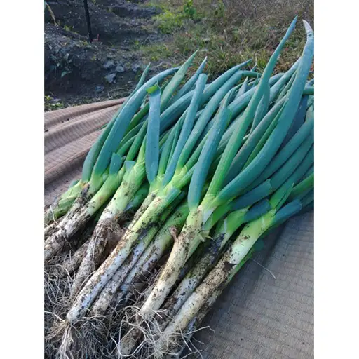 【先行予約】土付き岩津ねぎ 3kg 箱入り  【田中農園】AS2BC23