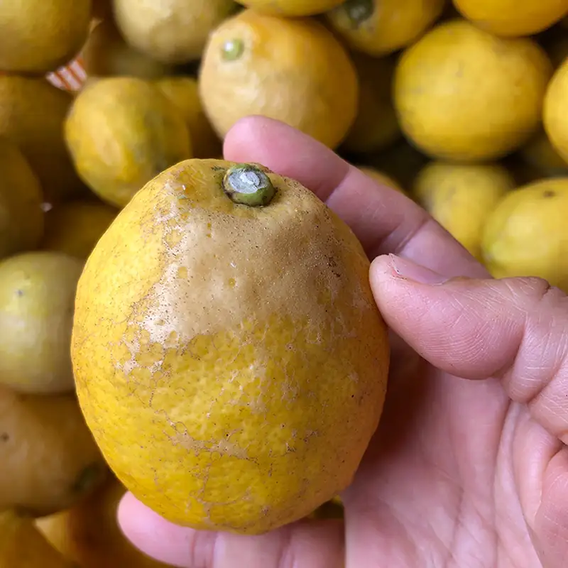 【訳あり】 数量限定 もりのしずくれもん 約1.5kg 国産 レモン 先行予約 檸檬 レモン果汁 【2027年1月上旬頃から順次発送】 【HMN027】