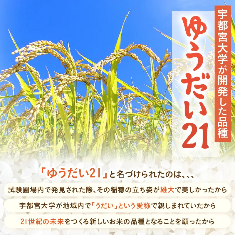 【先行予約】【令和8年産】慣行栽培 ゆうだい21 白米 10kg / 米 福井県 精米 あわら市産 ※2026年10月下旬より順次発送予定 [aw038-b001]