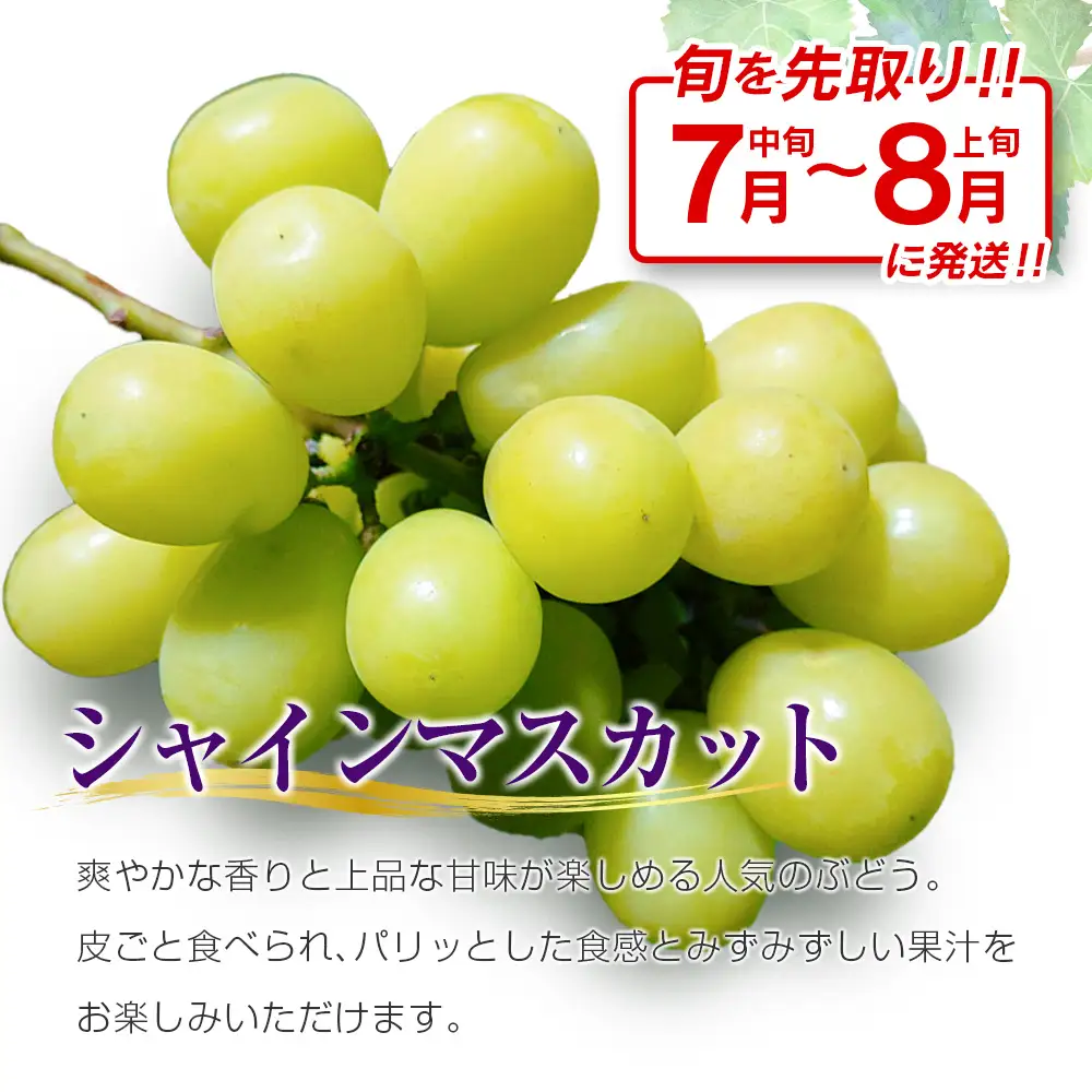 シャインマスカット 【早生7月～8月上旬発送】 計1kg以上 C477 | ぶどう ぶどう 種なし