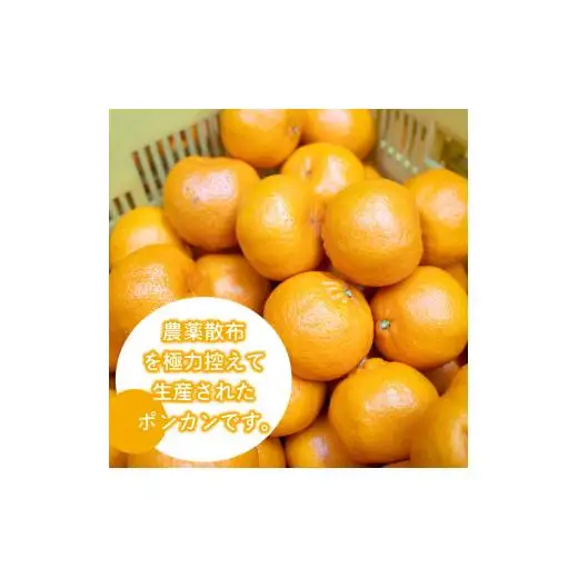 【2027年1月より発送】高知県産 立目ぽんかん 5kg 贈答用 優品 みかん 須崎市 KJS002_3x