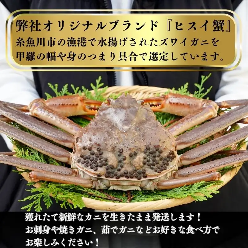 〈期間限定〉生 本ズワイガニ 500g以上×1杯 姿 生きたまま発送 生蟹 糸魚川産 鮮度抜群！獲れたて直送 ずわいがに かに 蟹 ヒスイ水産 国産 日本海 新潟 新鮮 タグ付き 11月から漁開始 ギフトにも おススメ カニ ヒスイ蟹