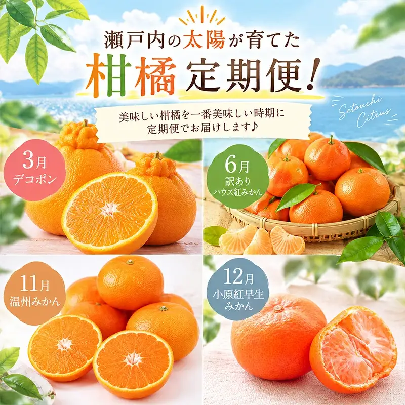 【定期便4回】 柑橘 デコポン 訳あり みかん 柑橘