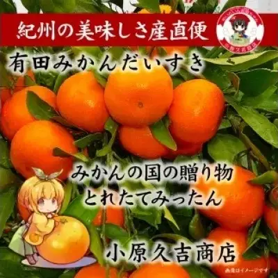 みかんの国の贈り物有田みかん 約3kg_M6049
