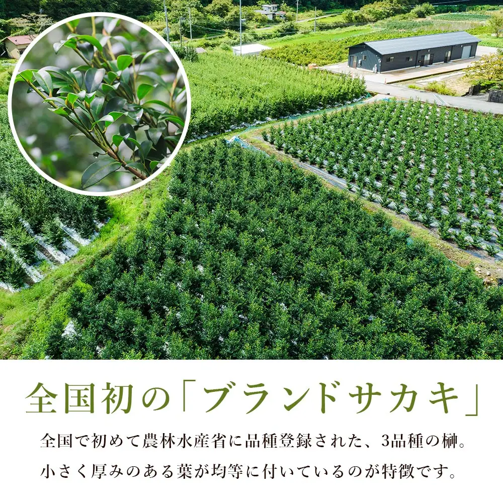 国産 本榊 ２束（6～10本）ht-0001