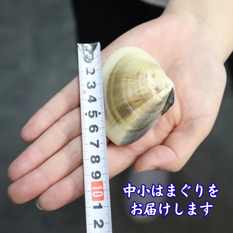 冷凍はまぐり 約1kg 【 はまぐり 】